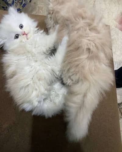 Kitten available for sale