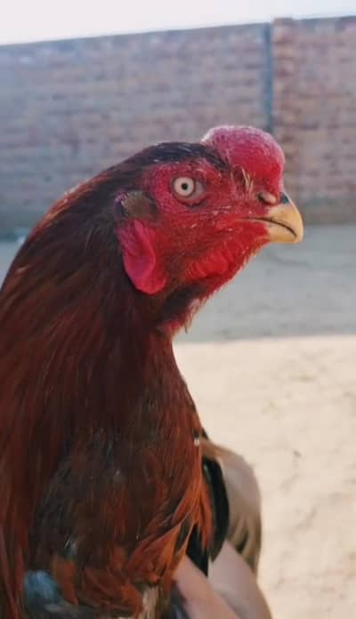 KANDHARI PARTOT BEAK YOUNG BREEDER PATHA