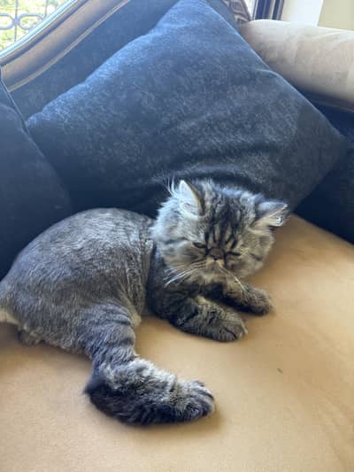 Peaky face persian cat triple coat