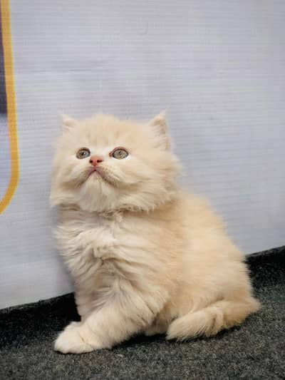cash on delivery Persian Punch face triple coat cat Kitten