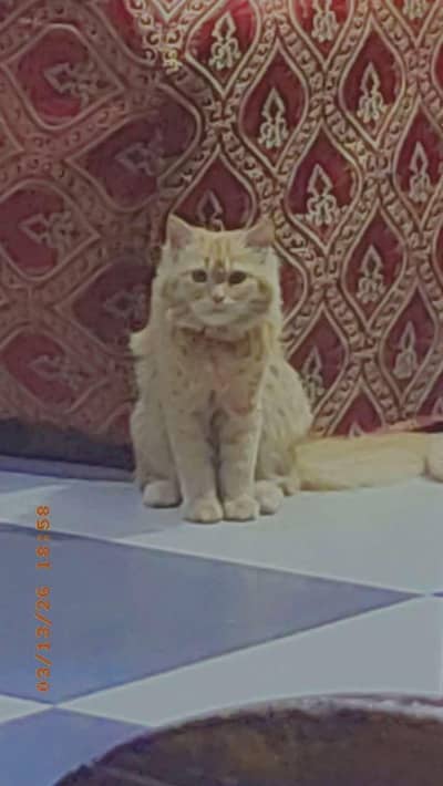 Persian male cat