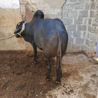 cow  qurbani 2026 (2 Dant)
