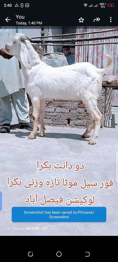 2 dant bakra Qurbani wala for sale mota taza