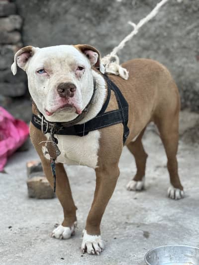 Pitbull odd Eyes Male
