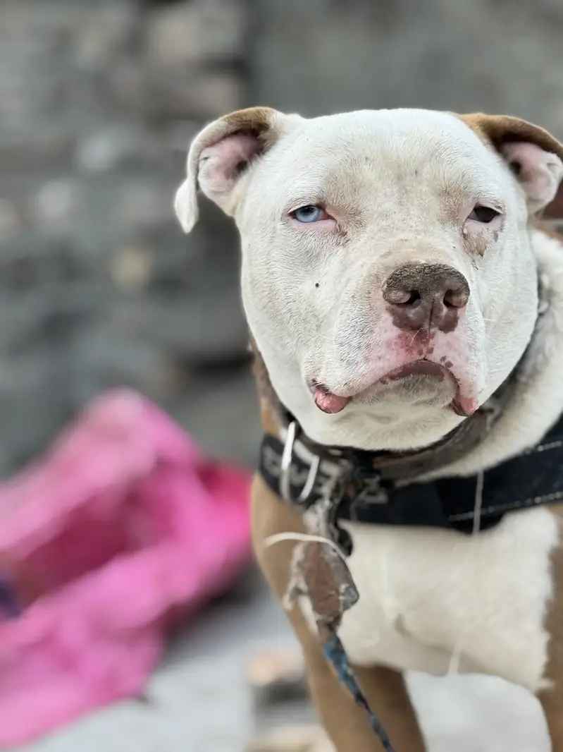 Pitbull odd Eyes Male — photo 2