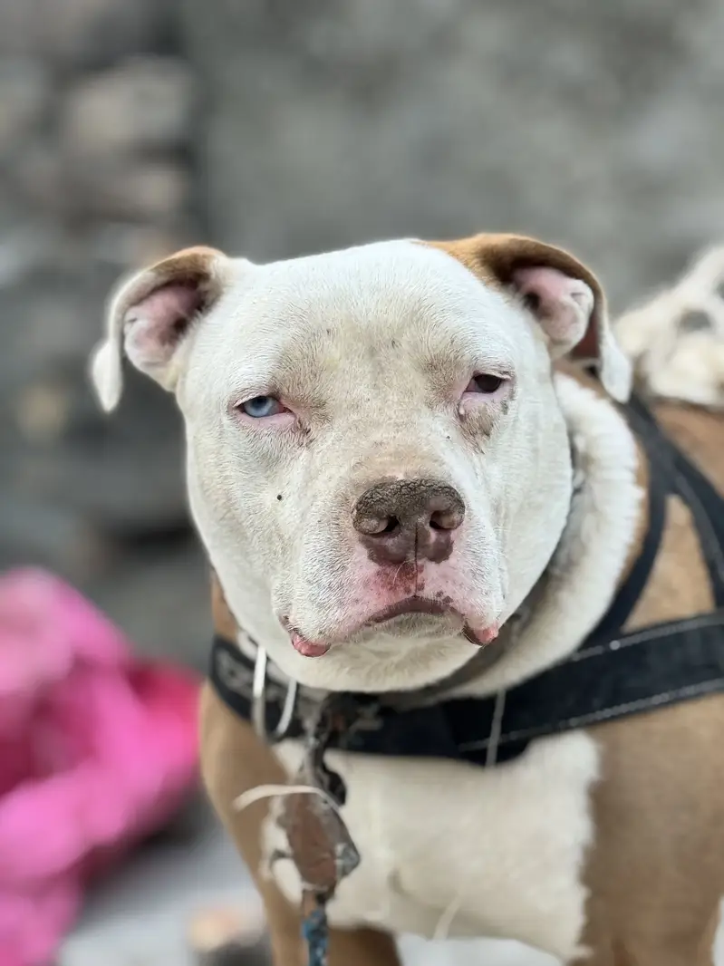 Pitbull odd Eyes Male — photo 3