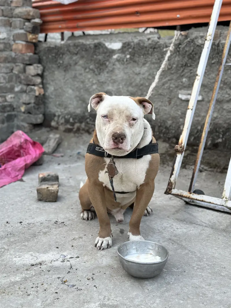 Pitbull odd Eyes Male — photo 4