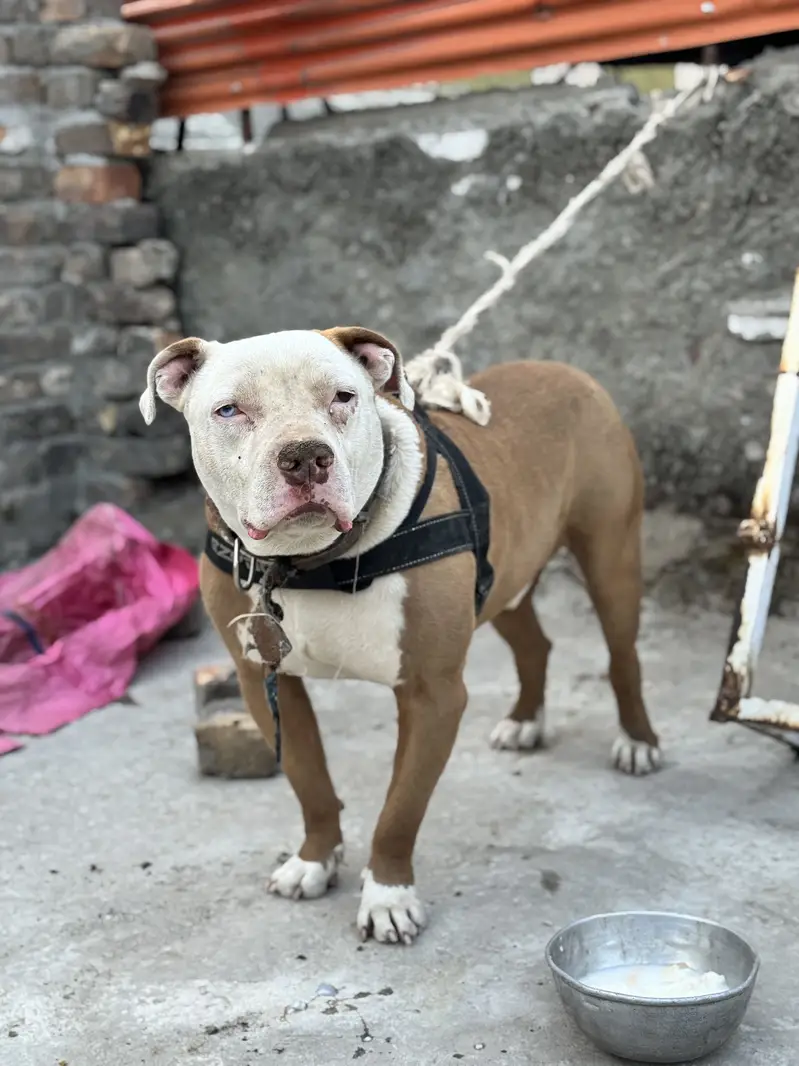 Pitbull odd Eyes Male — photo 5