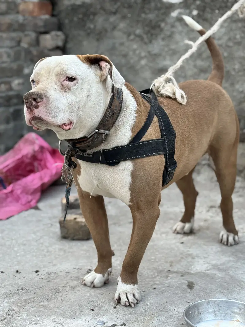 Pitbull odd Eyes Male — photo 6