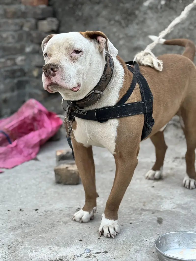 Pitbull odd Eyes Male — photo 7