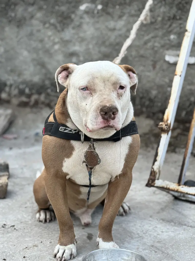 Pitbull odd Eyes Male — photo 9
