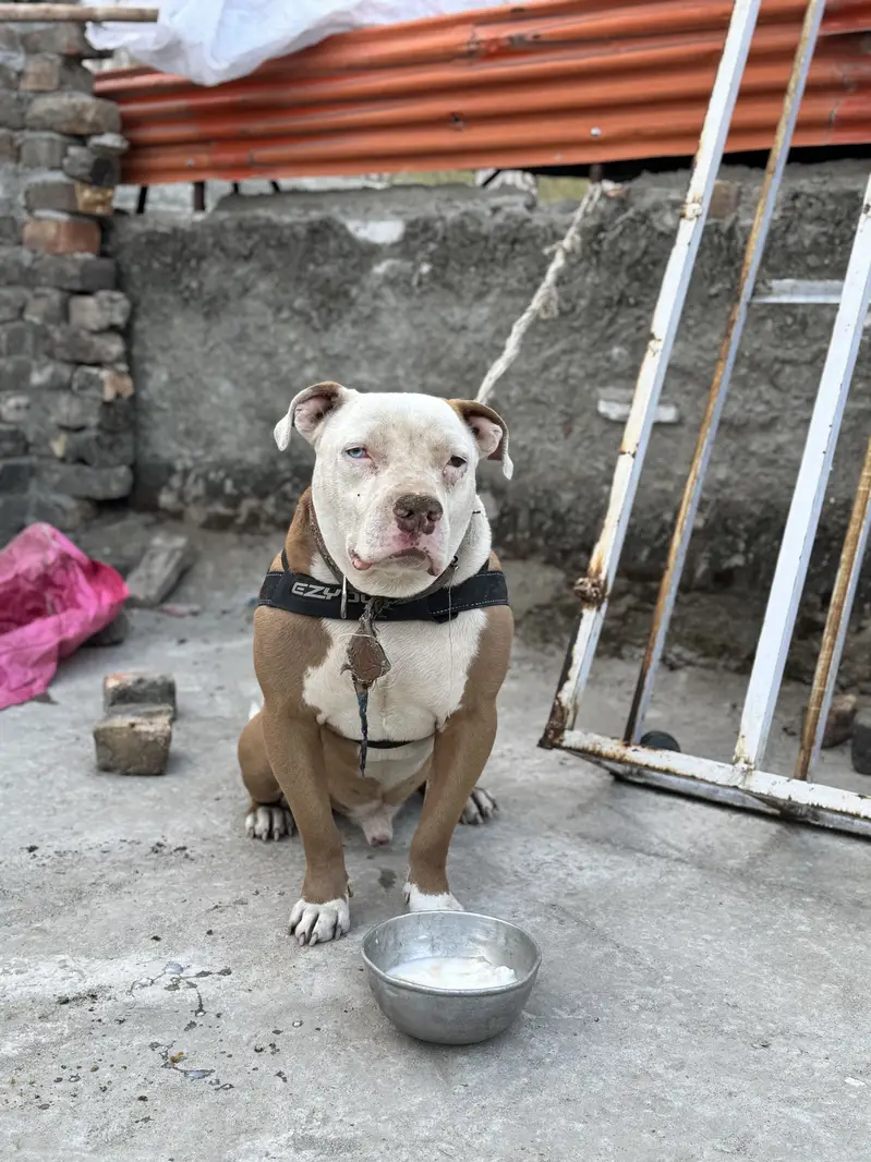 Pitbull odd Eyes Male — photo 10