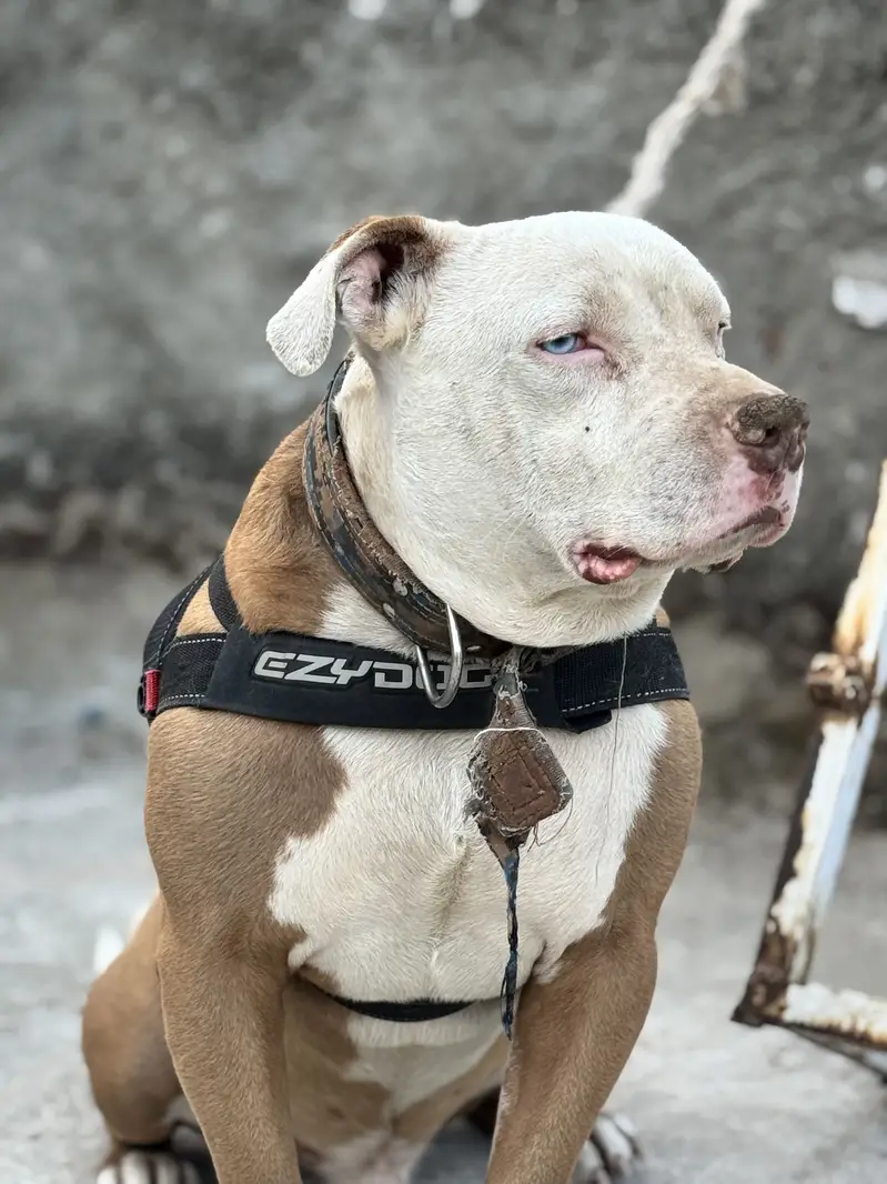 Pitbull odd Eyes Male — photo 11