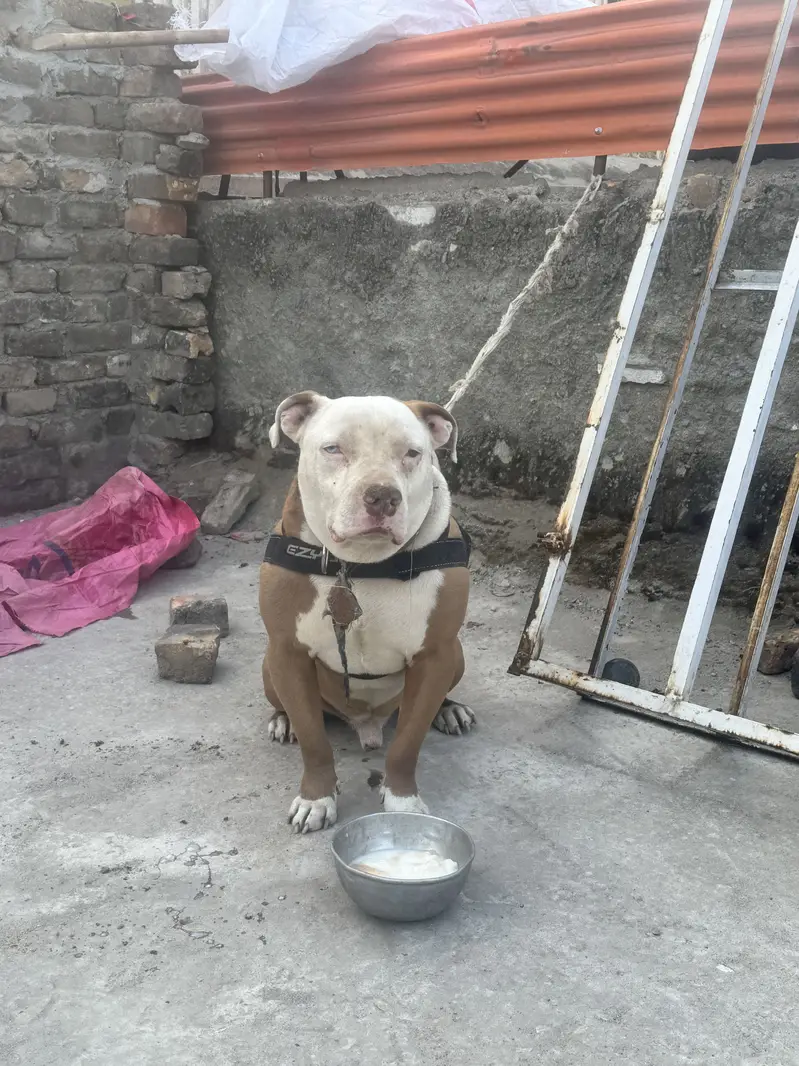 Pitbull odd Eyes Male — photo 12