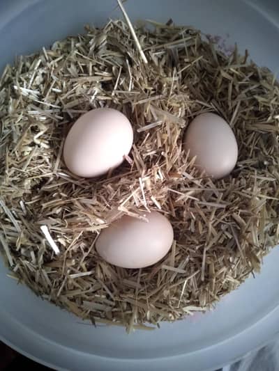 Fertile Hen eggs