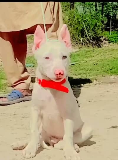 paver Kuwaiti gulteer male available for sale