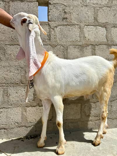 Bakra For Qurbani