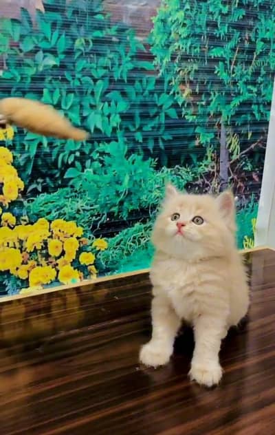 cash on delivery Persian Punch face triple coat cat Kitten