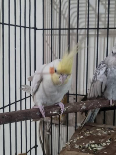 cocktail pair for sale