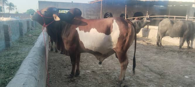 قربانی 2026 کے لیے بچھڑے برائے فروخت