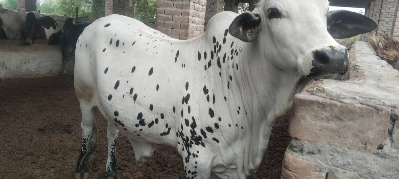 قربانی 2026 کے لیے بچھڑے برائے فروخت 1