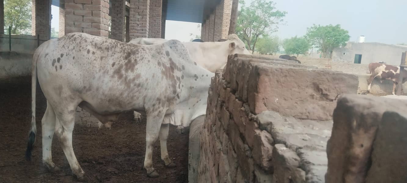 قربانی 2026 کے لیے بچھڑے برائے فروخت 3