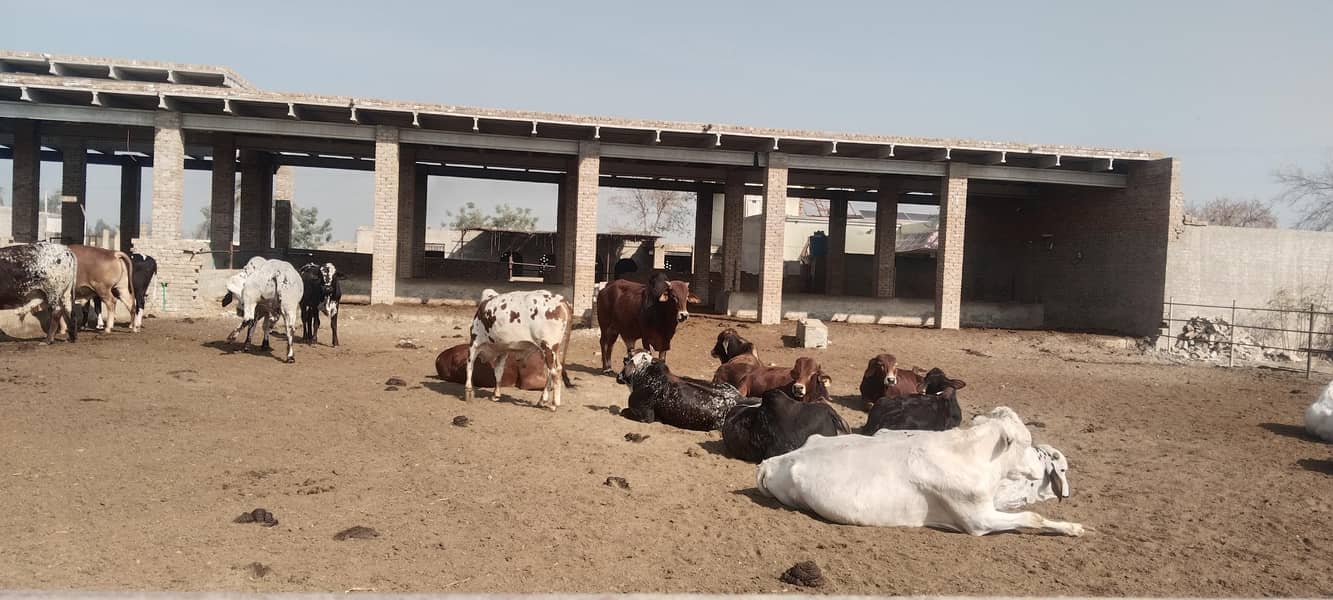 قربانی 2026 کے لیے بچھڑے برائے فروخت 5