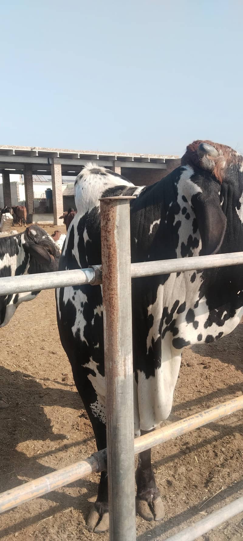 قربانی 2026 کے لیے بچھڑے برائے فروخت 6