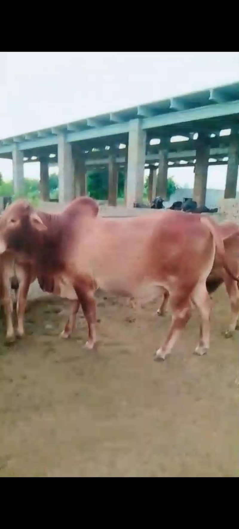 قربانی 2026 کے لیے بچھڑے برائے فروخت 10