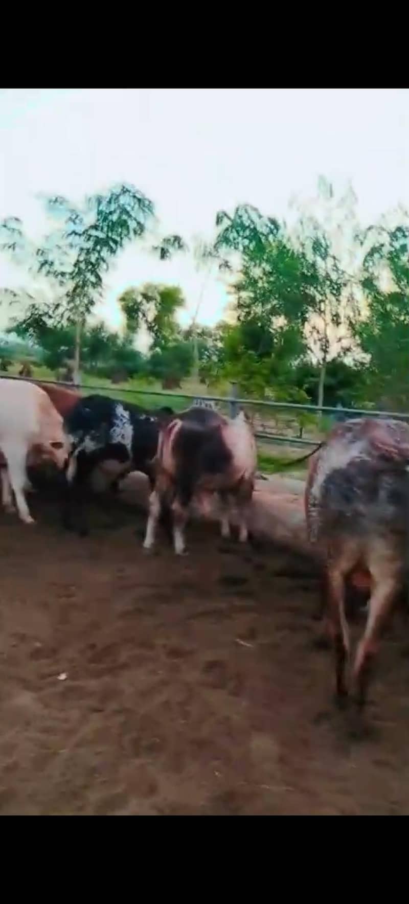 قربانی 2026 کے لیے بچھڑے برائے فروخت 11