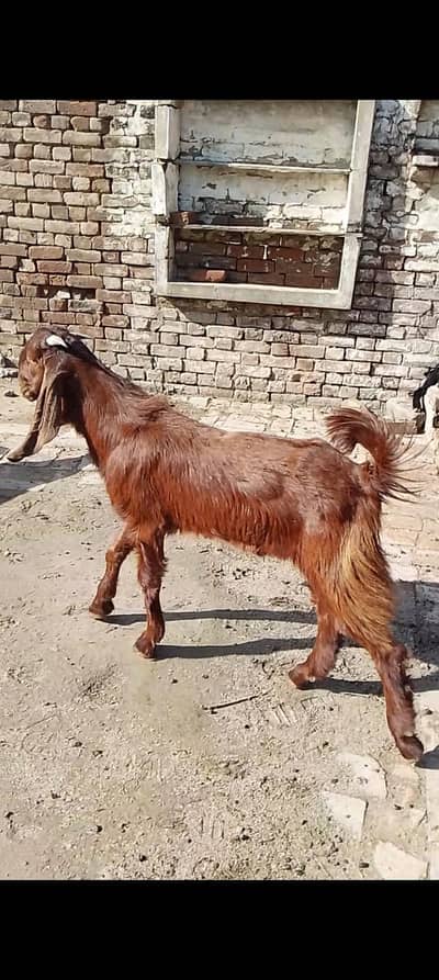 Bakra abi do dant ho jy gy