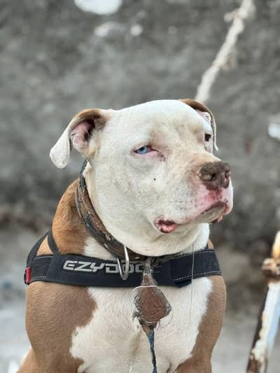 Pitbull Odd Eyes Male