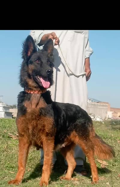 German Shepherd  female available for sale