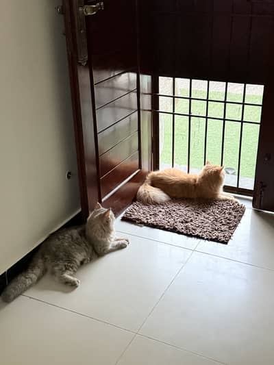 Persian Cat Pair
