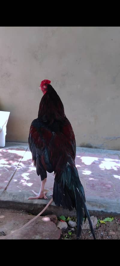Aseel lasani amroha mix breed