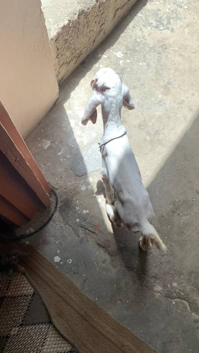 2 weets baby goat full active bacha haii