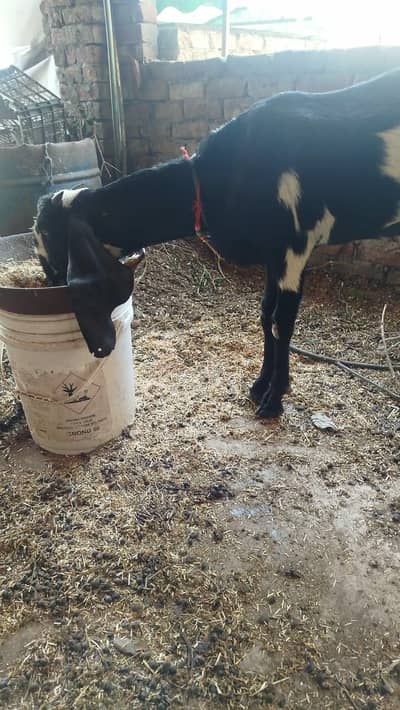 pure amritsari beetal bakri