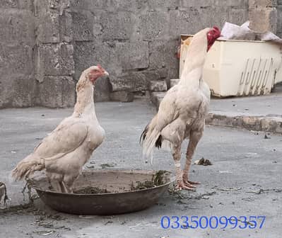 Aseel patha for sale Sindhi Aseel