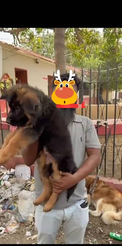 German puppy for sale