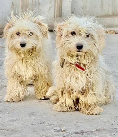 Poodle Dog for Sale pair