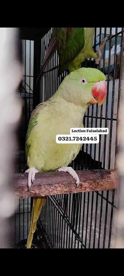 Raw breeder female  0321.7242445 call