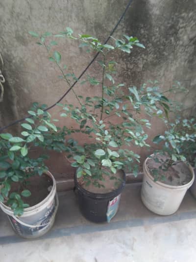 lush green lemon plants