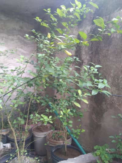 lush green lemon plants
