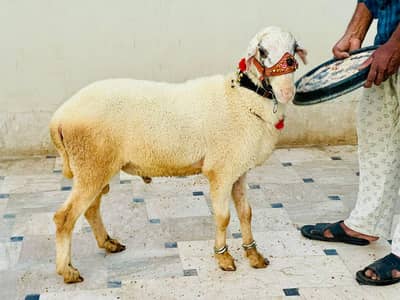 Khubsurat Dumbay hn  Ghar ka palay huye for Qurbani 2026