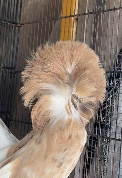 Jacobin breeder pairs