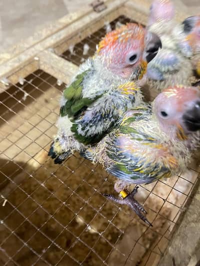 sun conour chicks/ raw chicks