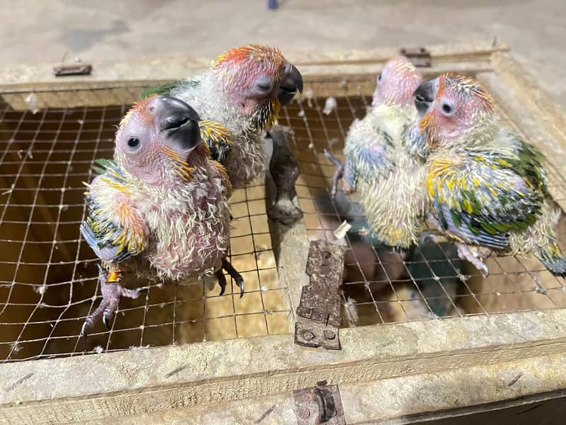 sun conour chicks/ raw chicks 1