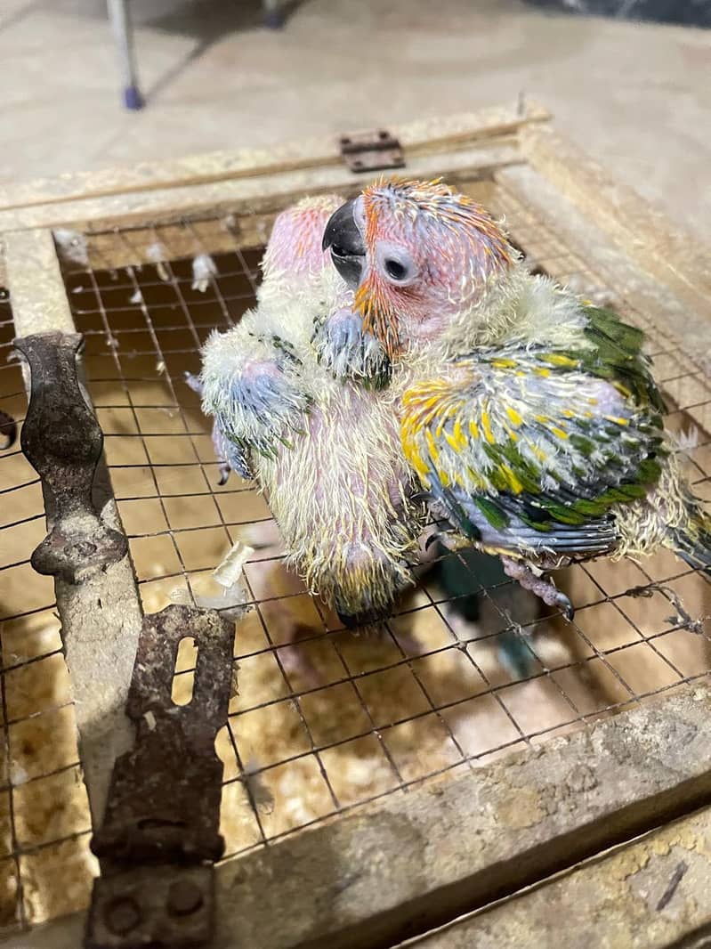 sun conour chicks/ raw chicks 4