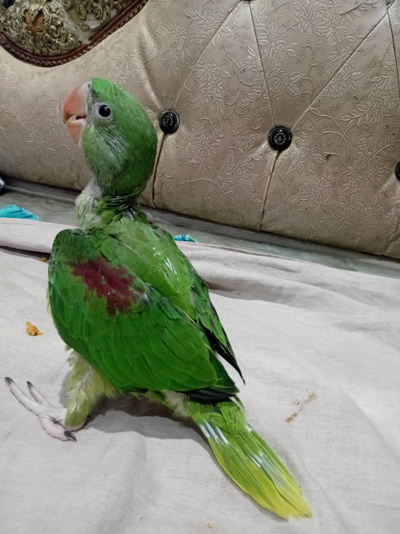 sun conour chicks/ raw chicks 7