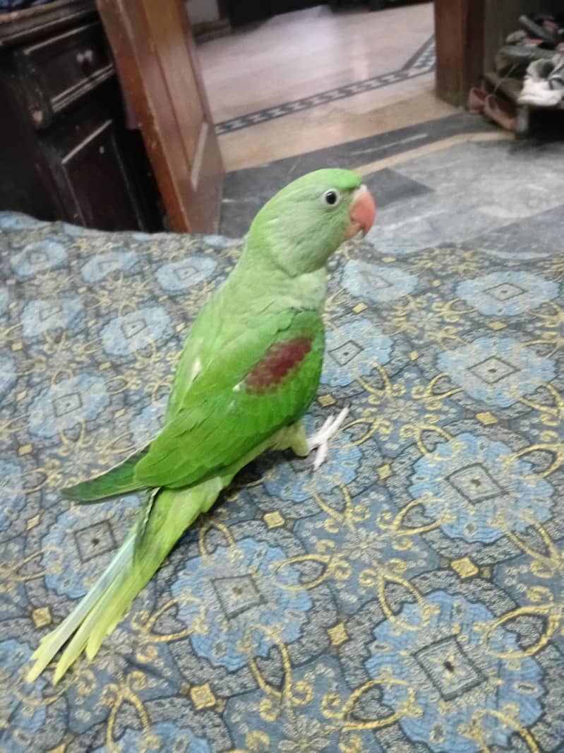 sun conour chicks/ raw chicks 10